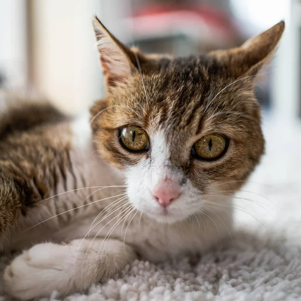 Beautiful Cat Portrait Home — Stock Photo, Image