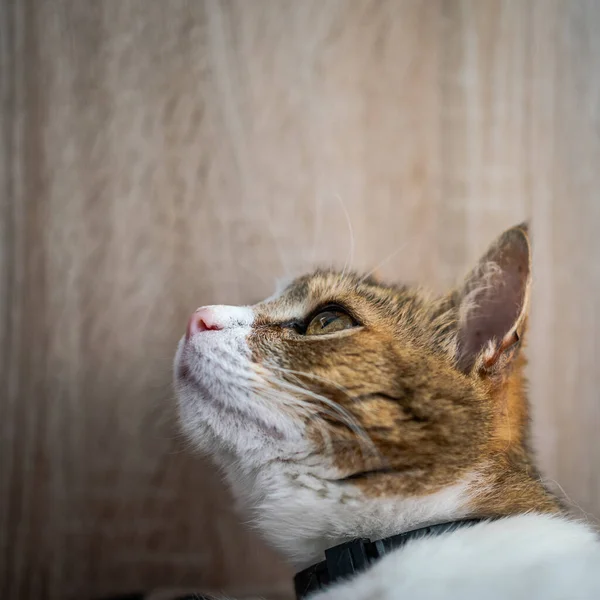 Schönes Katzenporträt Hause — Stockfoto