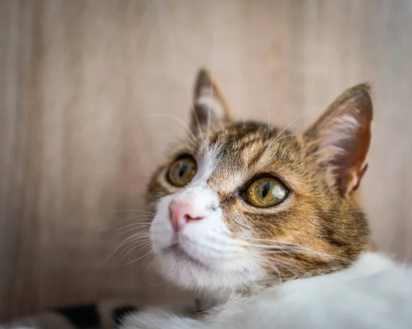 Beautiful Cat Portrait Home — Stock Photo, Image