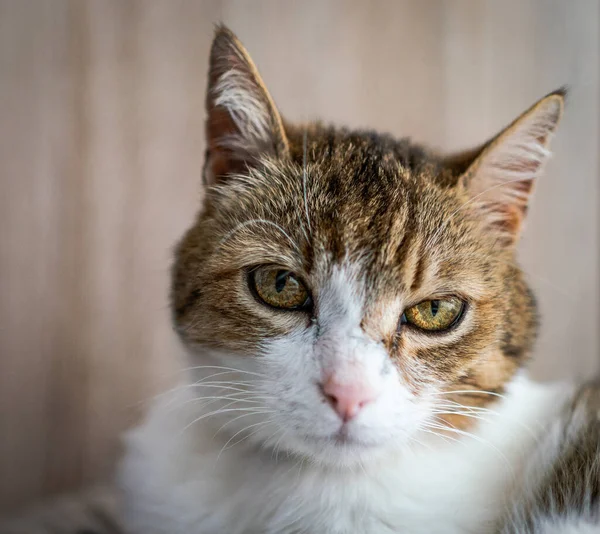 Evdeki Güzel Kedi Portresi — Stok fotoğraf