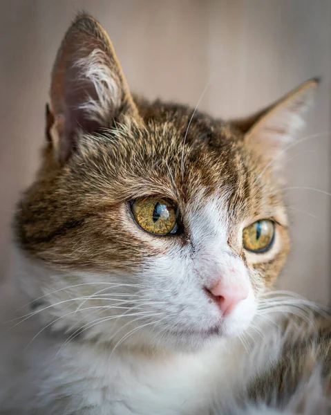 Schönes Katzenporträt Hause — Stockfoto