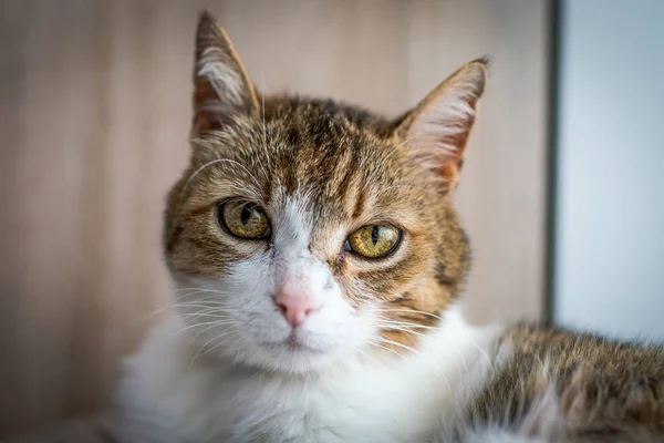 Schönes Katzenporträt Hause — Stockfoto