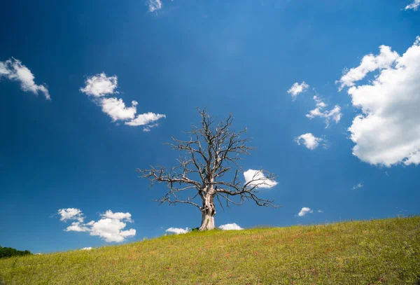 Árvore Seca Morta Solitária Uma Colina — Fotografia de Stock