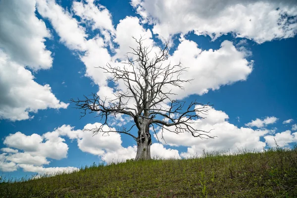 Eenzame Dode Droge Boom Een Heuvel — Stockfoto