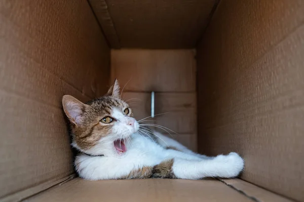 Leniwy Kot Relaksujący Się Papierowym Pudełku — Zdjęcie stockowe