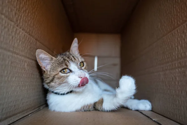 Gato Perezoso Relajándose Una Caja Papel —  Fotos de Stock