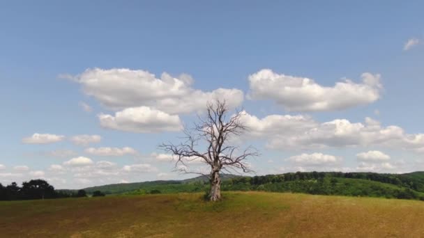 Baş Dönmesi Etkisi Olan Ölü Ağaç Videosu — Stok video