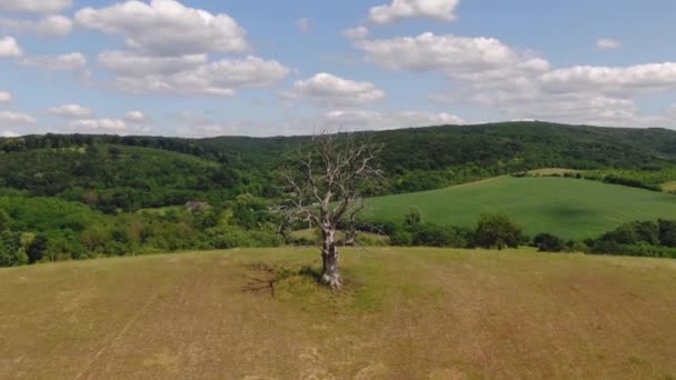 Vídeo Árbol Muerto Con Efecto Vértigo — Vídeos de Stock