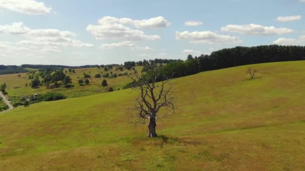 Vídeo Árbol Muerto Con Efecto Vértigo — Vídeos de Stock