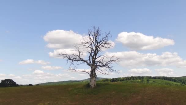 Toter Baum Video Mit Schwindeleffekt — Stockvideo