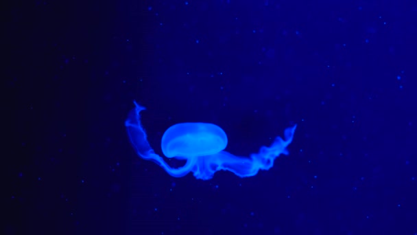 Footage Glowing Blue Medusas — Stock Video