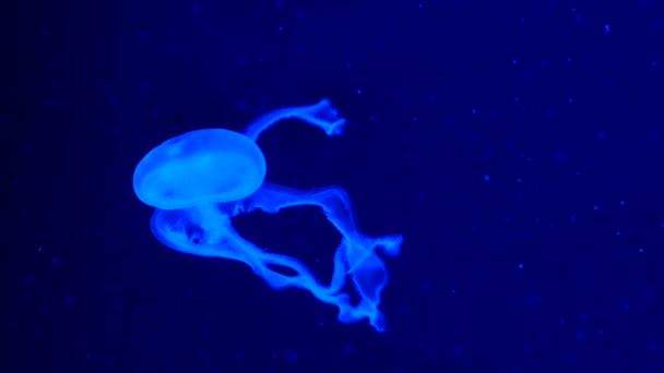 Footage Glowing Blue Medusas — Stock Video