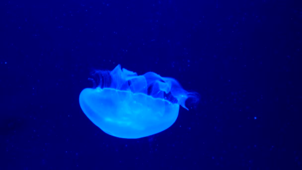 Imagini Meduze Albastre Strălucitoare — Videoclip de stoc