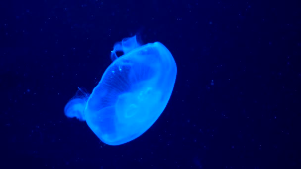 Кадры Сияющими Голубыми Медузами — стоковое видео