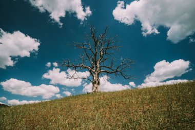 Tepede yapayalnız, kurumuş ağaç