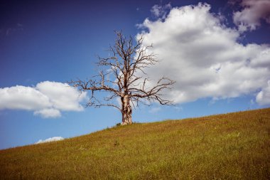 Tepede yapayalnız, kurumuş ağaç