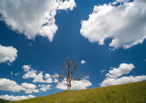 Árvore Seca Morta Solitária Uma Colina — Fotografia de Stock