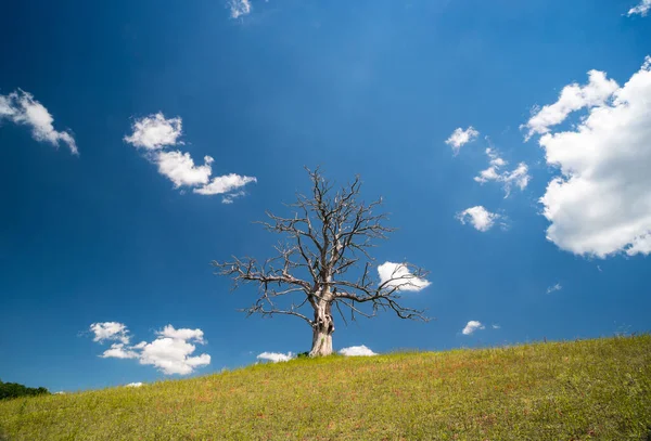 山上孤寂枯干的树 — 图库照片