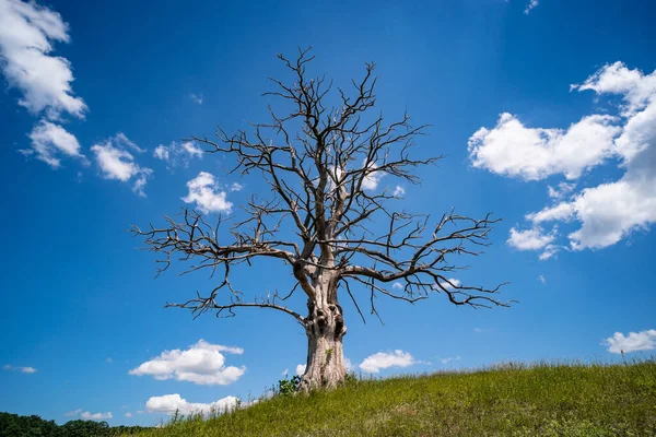 山上孤寂枯干的树 — 图库照片