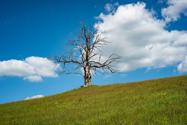 Einsamer Toter Trockener Baum Auf Einem Hügel — Stockfoto