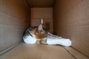 Tembel kedi karton kutuda dinleniyor.