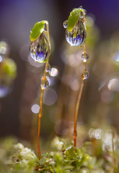 苔の花の朝露のドロップ — ストック写真