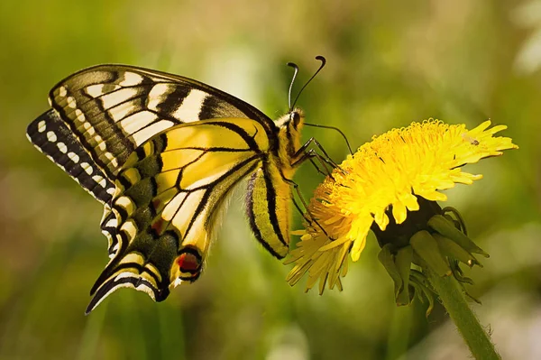 Farfalla Fiore Giallo Immagine Stock