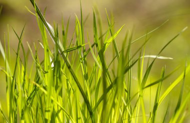 Ormanda yeşil çimenler