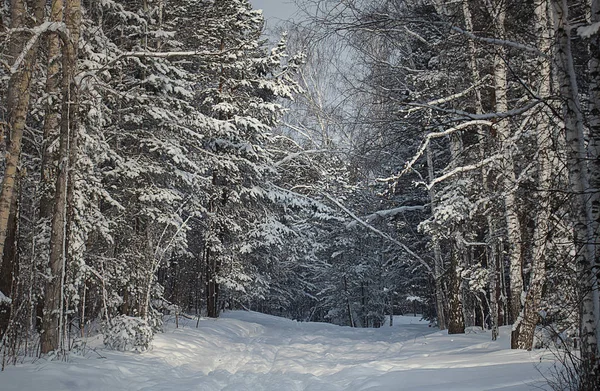 Zima Las Mieście Nowosybirsk — Zdjęcie stockowe