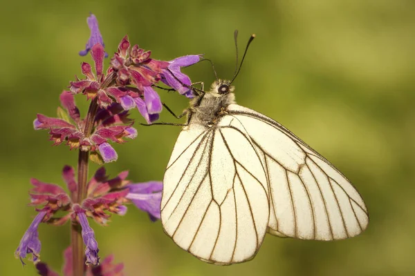 Çiçek Üzerindeki Beyaz Kelebek — Stok fotoğraf