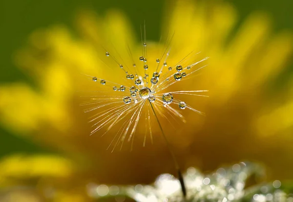 Bir karahindiba çiy ile tohum damla
