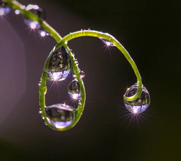 草の茎に露のしずきます — ストック写真