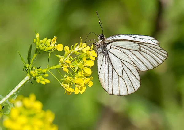 Sarı çiçekte beyaz kelebek