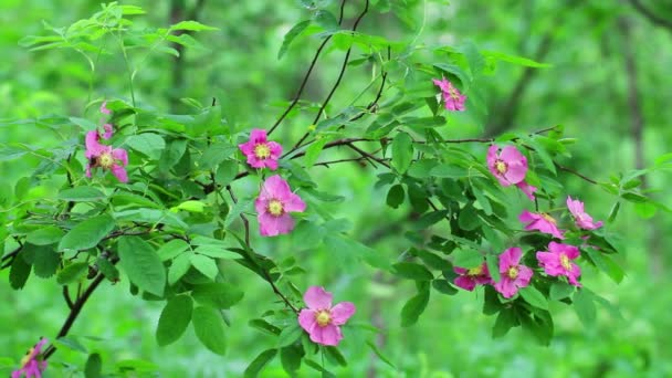 Crescente Rosa Selvatica Bush Nella Foresta — Video Stock