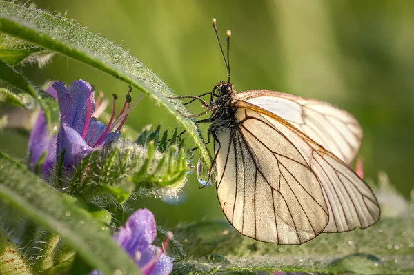 Білий Метелик Квітці — стокове фото