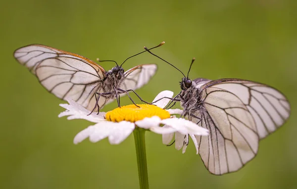 白い蝶の Flowerhttps — ストック写真