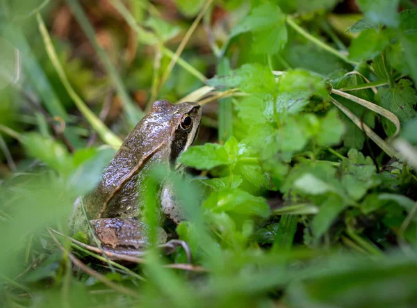 잔디에서 개구리 — 스톡 사진