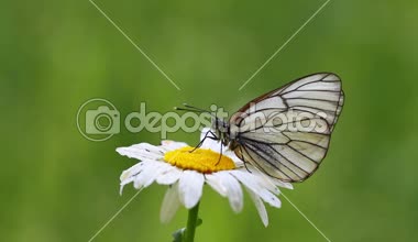 Beyaz kelebek papatya çiçek