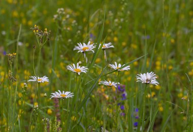 Alan Daisy çiğ damlaları ile