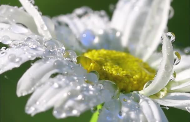 Campo Margarita Con Gotas Rocío — Vídeos de Stock