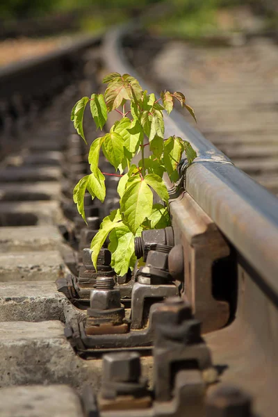 Young Tree Growing Railway — Stock Photo, Image