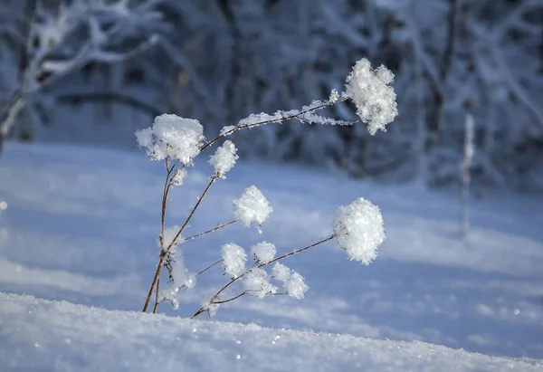Winterlandschap Het Ijzig Forest — Stockfoto