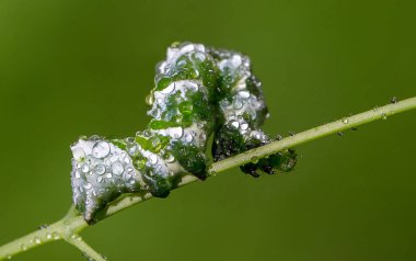 Caterpillar çiğ bir SAP çim üzerinde bir düşer