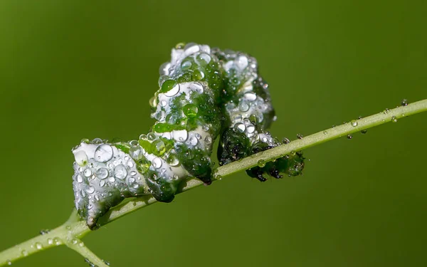 Caterpillar Druppels Dauw Een Stengel Van Gras — Stockfoto