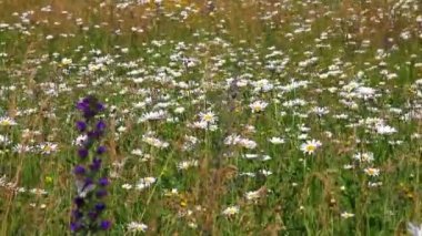 Papatya çiçeği resmi