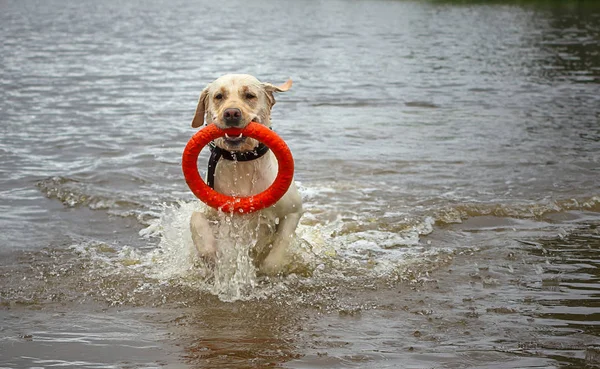 Anjing Labrador Dalam Air Dengan Cincin Merah — Stok Foto