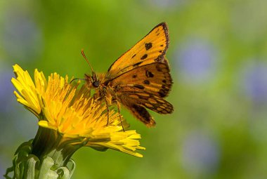 Sarı bir çiçeğin üzerinde oturan kelebek