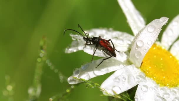 Bug Που Κάθεται Στο Πέταλο Μια Μαργαρίτα Σταγόνες Δροσιάς — Αρχείο Βίντεο