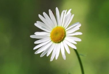 Daisy alan yeşil bir arka plan üzerinde