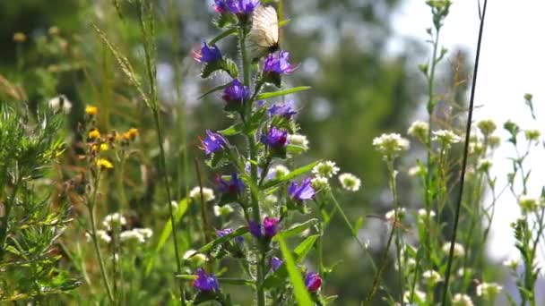 Papillon blanc sur les fleurs des champs 